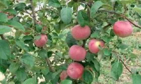 дерево яблони Память Ульянищева5