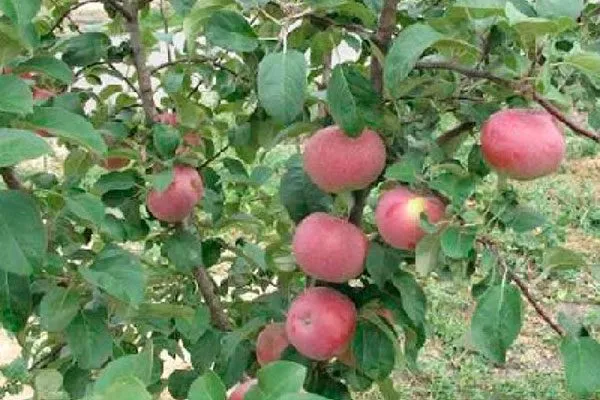 дерево яблони Память Ульянищева5