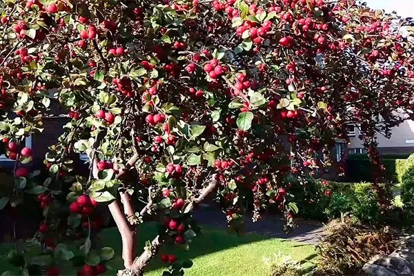 дерево яблони Райская5