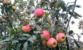 дерево яблони Штрейфлинг7 яблони Штрейфлинг7