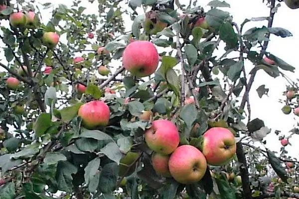 дерево яблони Штрейфлинг7 яблони Штрейфлинг7