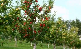 дерево яблони Строевское4