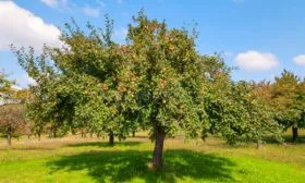 дерево яблони Свежесть3