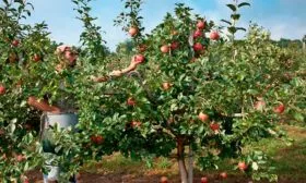 дерево яблони Ветеран4