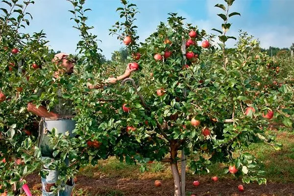 дерево яблони Ветеран4