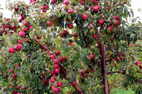 дерево яблони Вишнёвое5