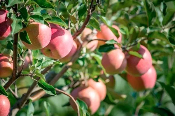 дерево Яблоня Аркад6