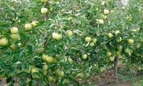 Дерево Яблоня Голден Делишес8