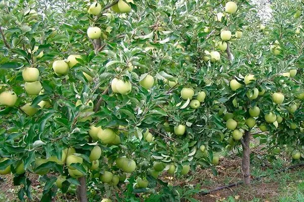 Дерево Яблоня Голден Делишес8