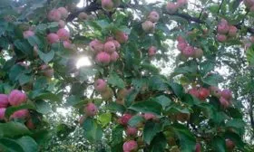 дерево яблоня Триумф3