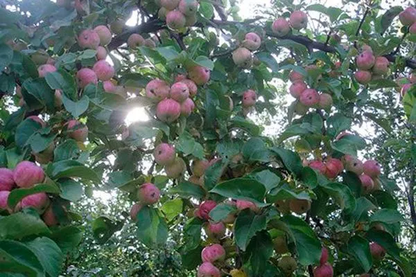 дерево яблоня Триумф3