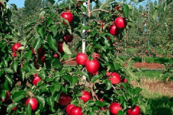 дерево2 яблони Арбат3