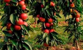 деревца яблоня Триумф4