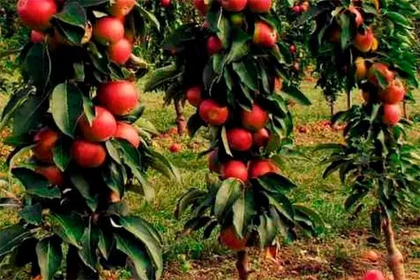 деревца яблоня Триумф4