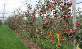 деревья яблоня Триумф5