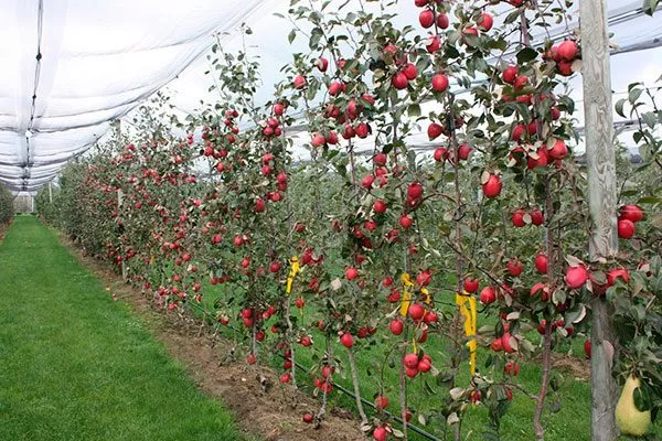 деревья яблоня Триумф5