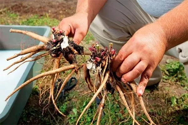 Для размножения корень делят на 2-3 части пиона Йеллоу Краун7