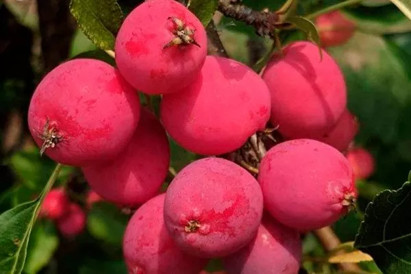 Долго яблони Райская6