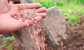 дренаж яблони Строевское6