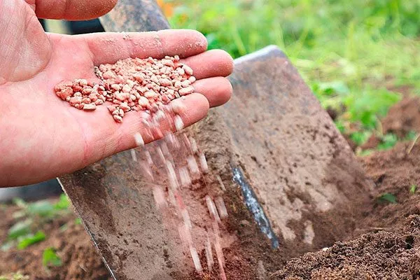 дренаж яблони Строевское6