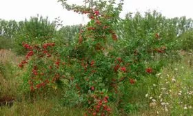 дерево описание яблони Китайка Керр5