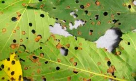 Дырчатая пятнистость Слива Персиковая Мичурина4