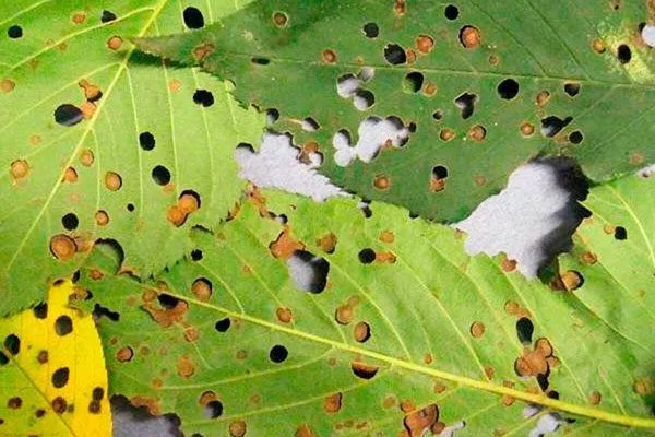 Дырчатая пятнистость Слива Персиковая Мичурина4