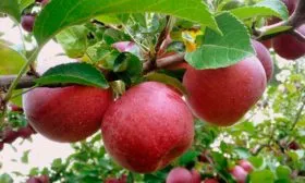 Джонатан яблони Строевское5