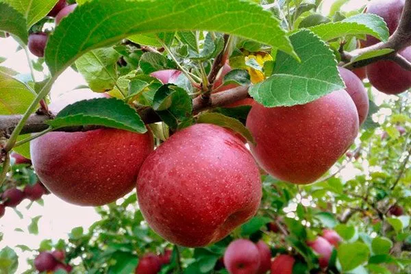 Джонатан яблони Строевское5