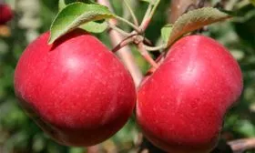 Джонатан яблони Вишнёвое6