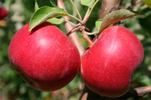 Джонатан яблони Вишнёвое6