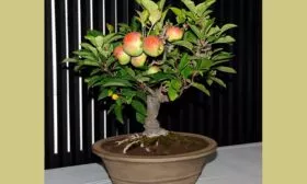 элементы бонсай яблони Китайка Керр26