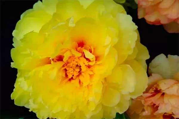 еллоу краун пиона Йеллоу Краун8