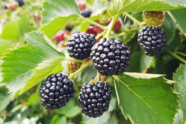 Ежевика Астерина