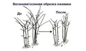 обрезка ежевики Астерина