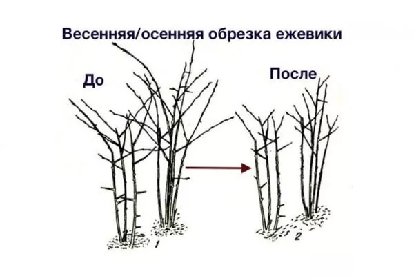 обрезка ежевики Астерина