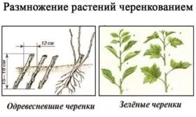 черенкование ежевики Астерина