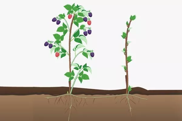 размножение ежевики корневыми отпрысками