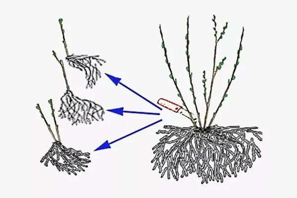 деление куста ежевики Астерина