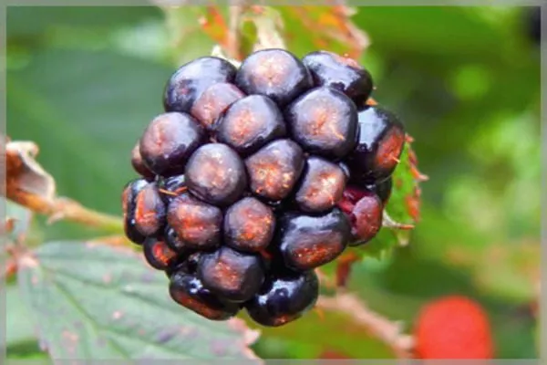 антракноз ежевики Астерина