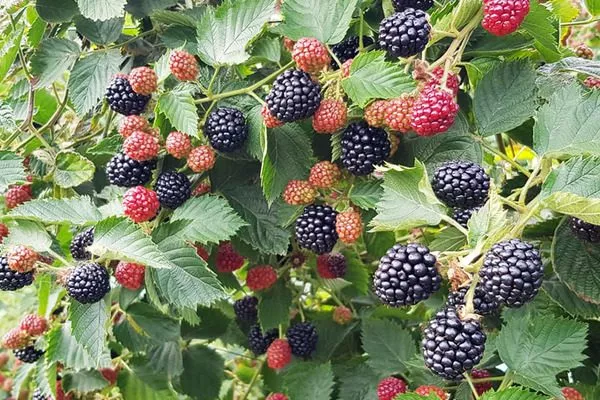 кусты ежевики Астерина