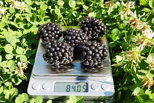 ягоды Астерины