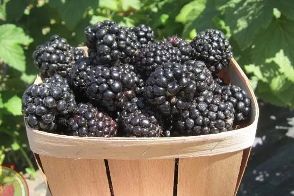 урожай сорта Астерина