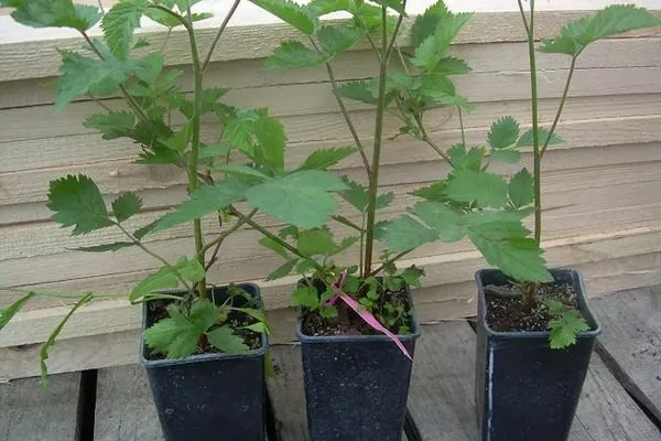 саженцы Астерины