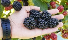 сбор урожая Астерины