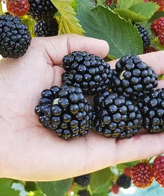 сбор урожая Астерины