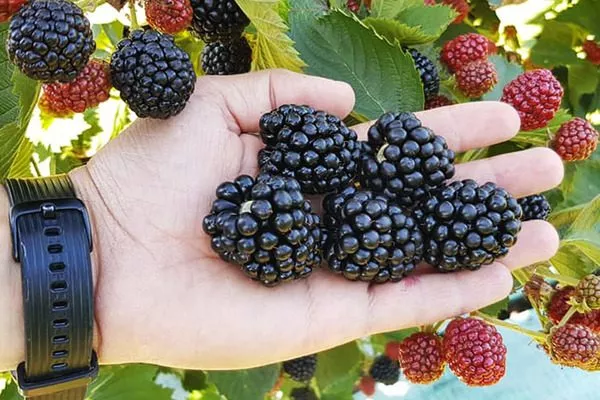 сбор урожая Астерины