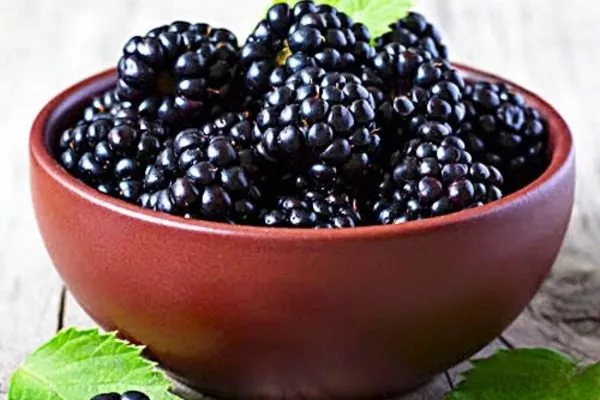 ежевика Астерина - полезное лакомство