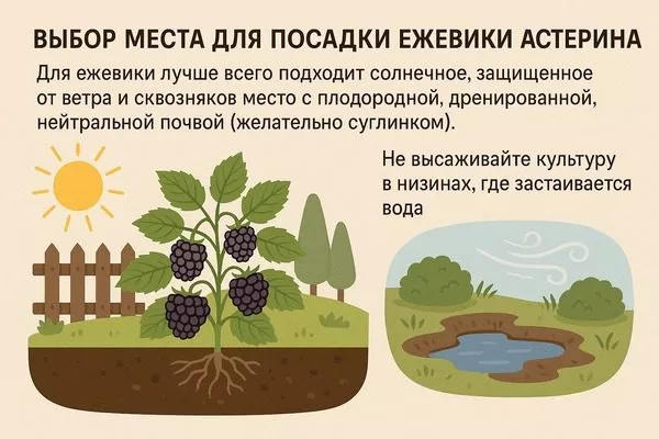 характеристики участка для посадки ежевики Астерина