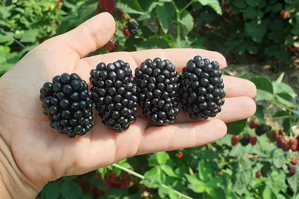 ежевика ежевики сорта Вождь Джозеф2